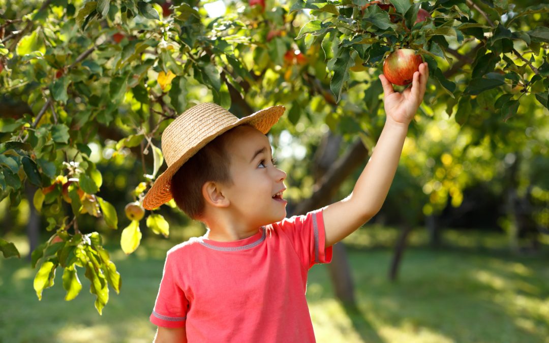 Apple Picking in Puyallup, WA: A Delightful Autumn Experience