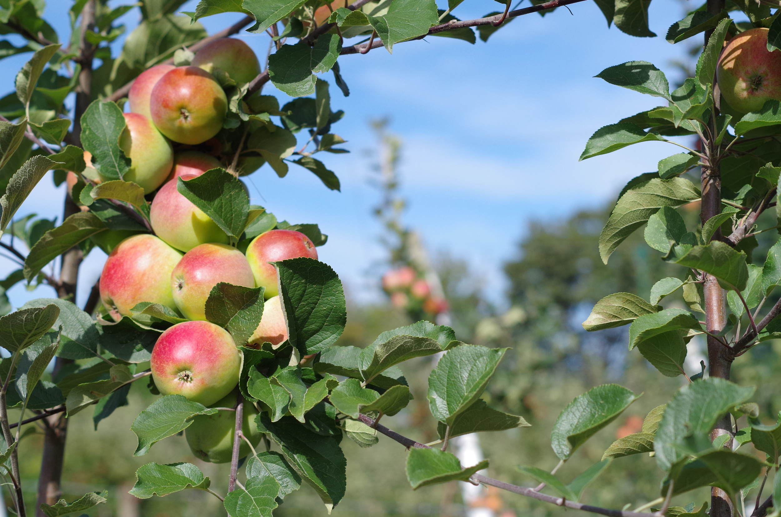 Step inside The Roost at Cockrell Brewing, where a cozy atmosphere meets exceptional cider tasting experiences.