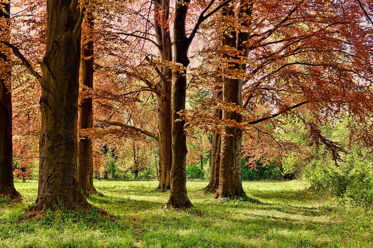 Discovering Puyallup's Parks: An Insider's Guide to Outdoor Fun